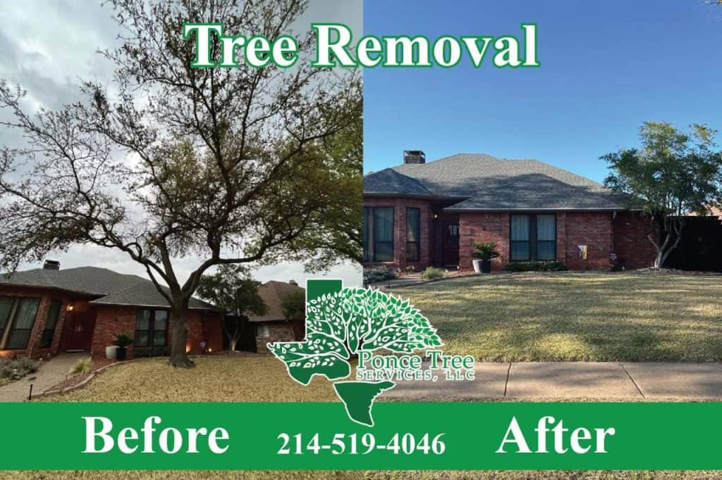 Completed tree work in Dallas