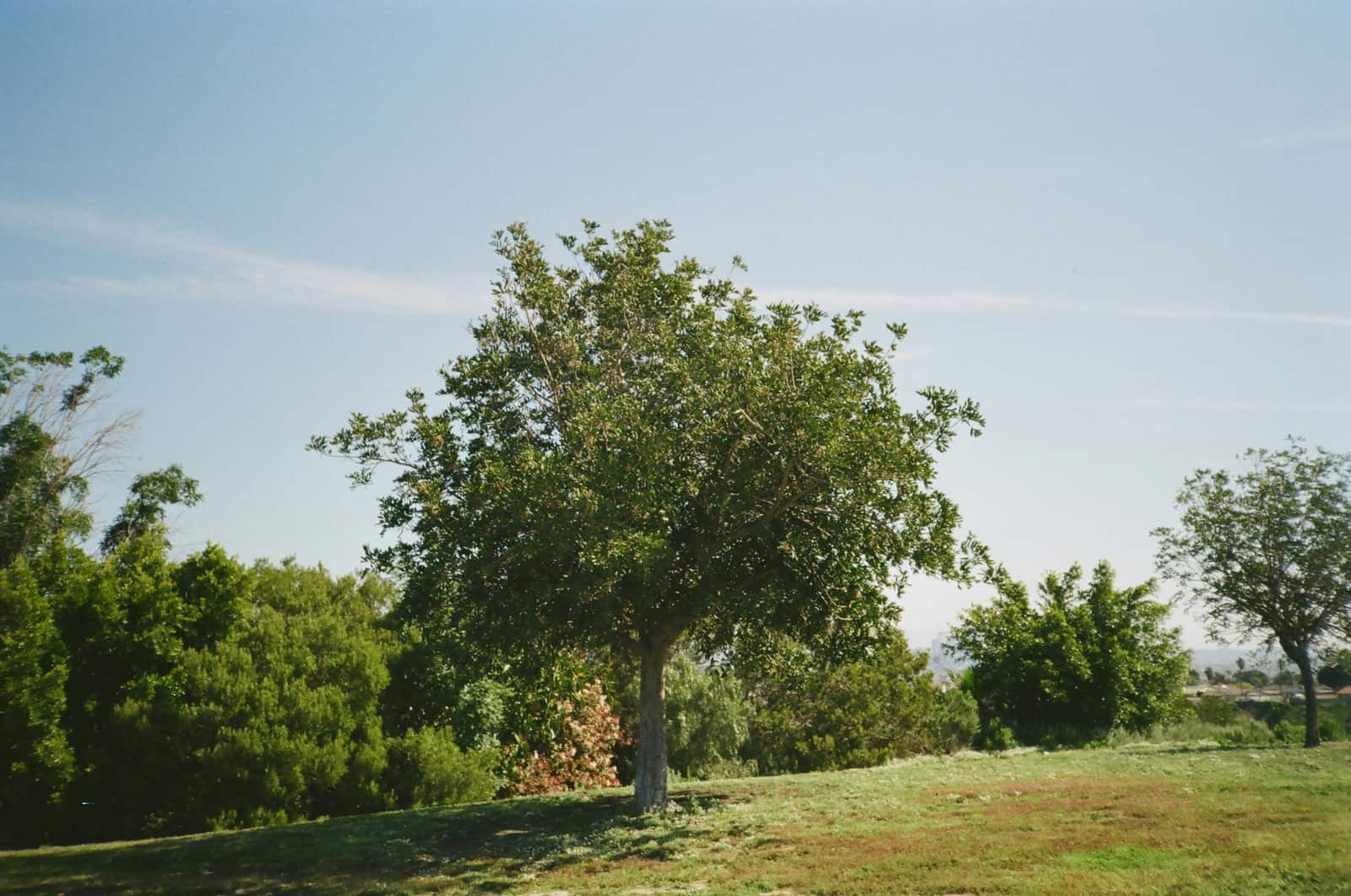 Tree removal Dallas-Fort Worth