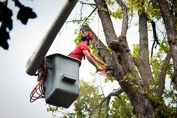 Arborist and Tree Health Services