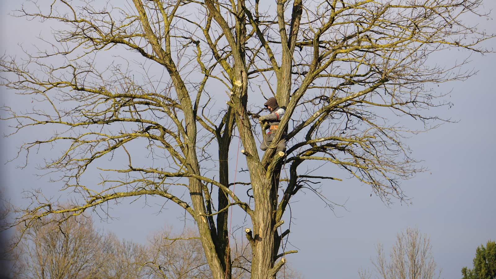 Tree services Dallas